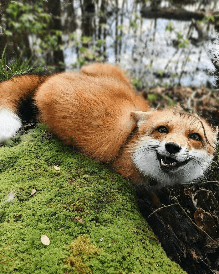 fox