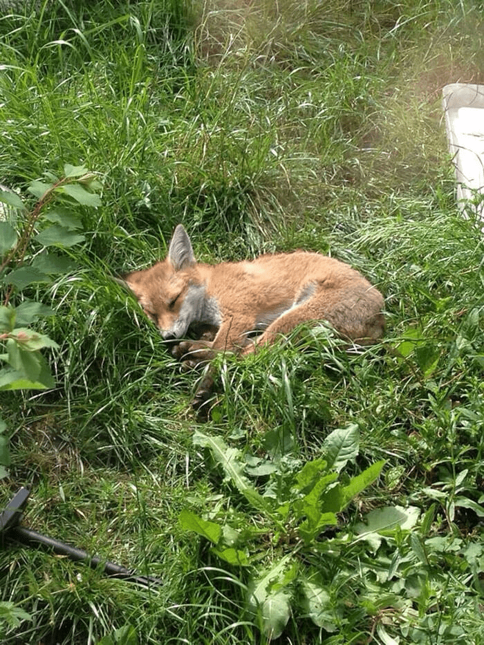 fox