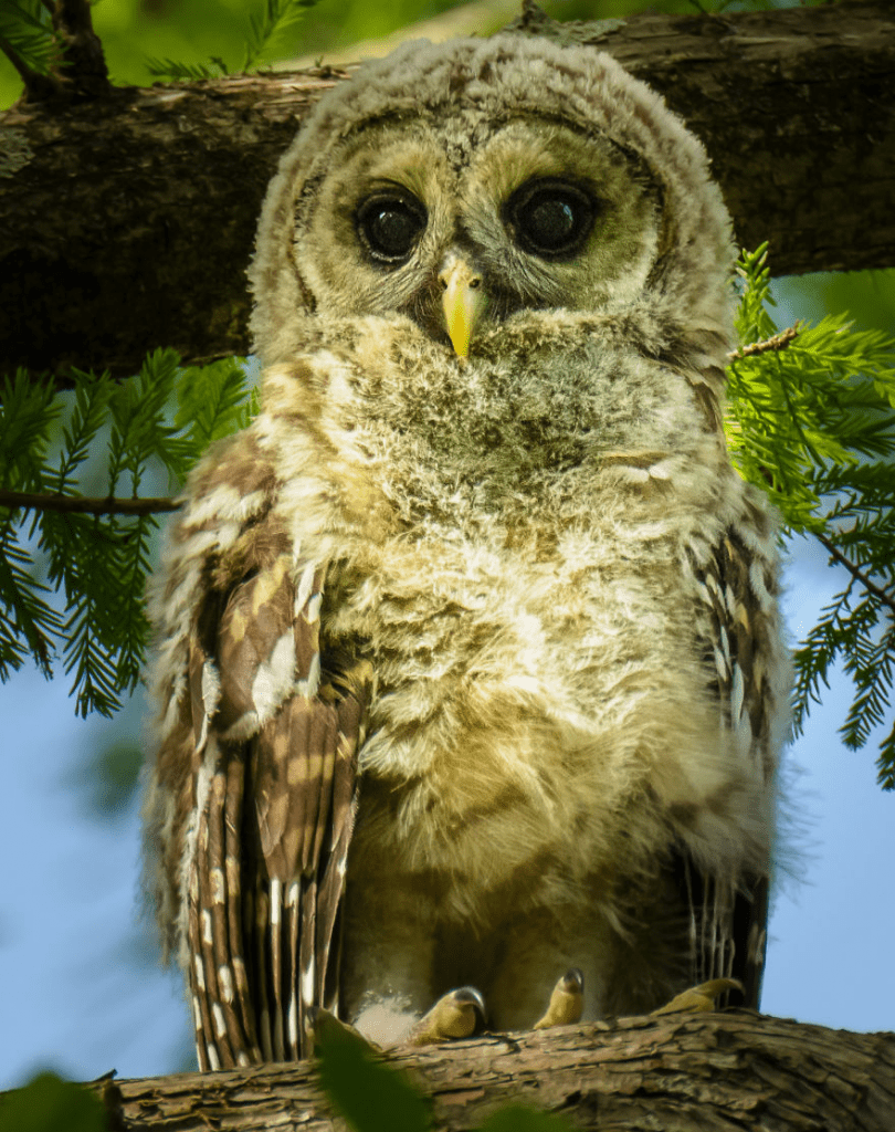 Owl