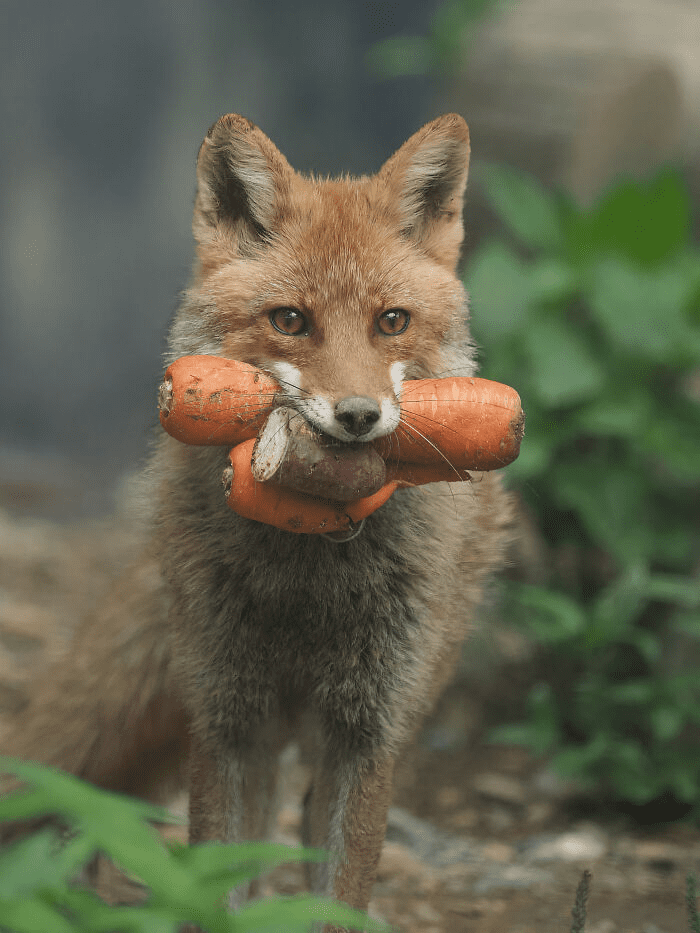 fox