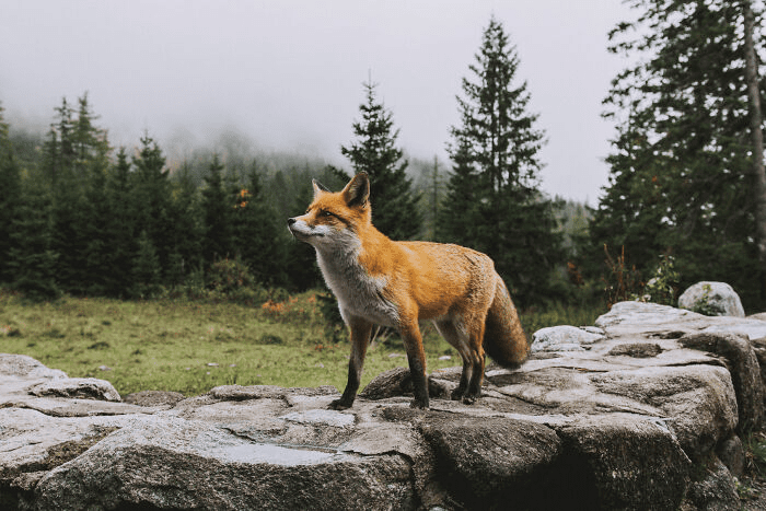 fox