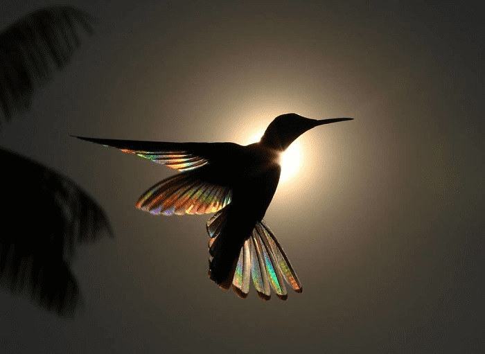 hummingbird 