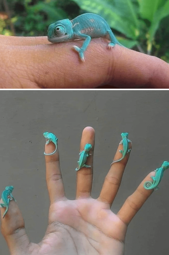 Tiny Baby Chameleons