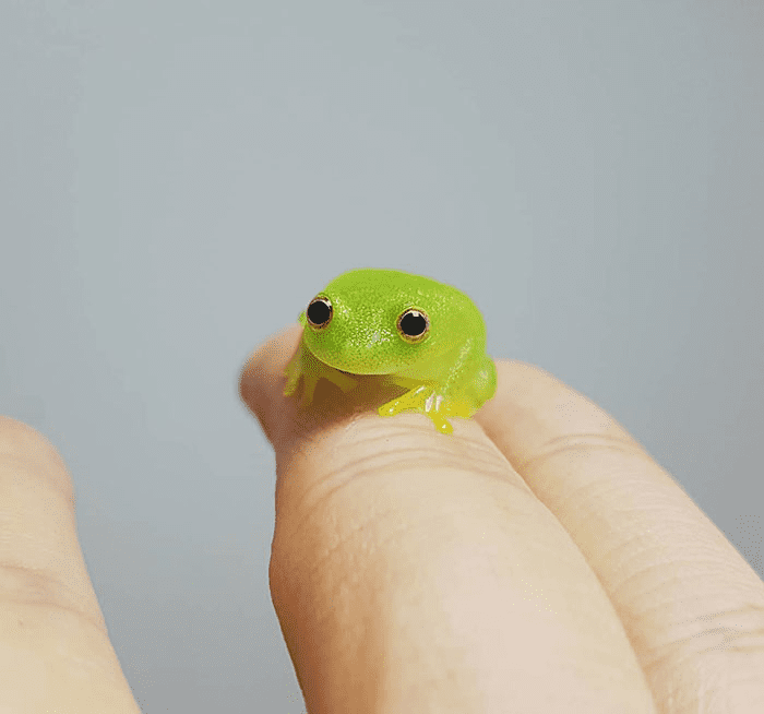 Smol Animals Posing On Fingers