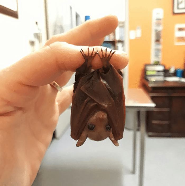 tiny bat