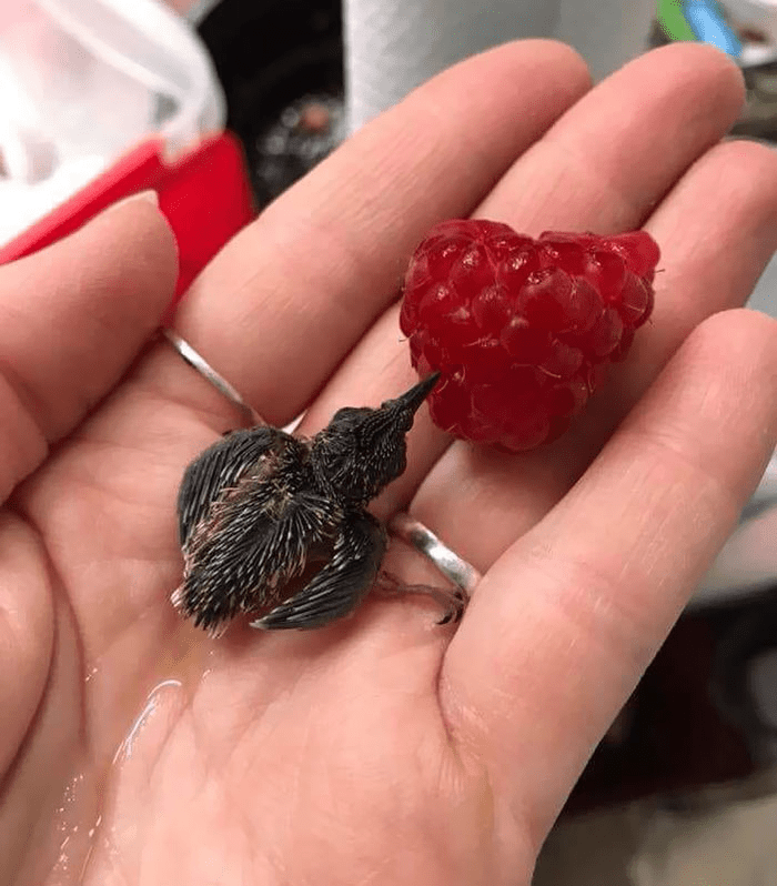 A tiny baby hummingbird is drinking nectar from a raspberry.