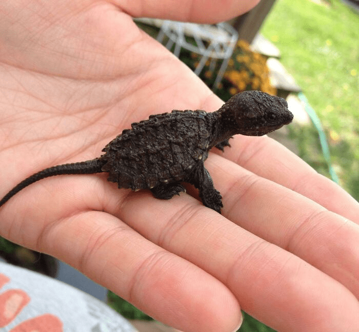 Smol Animals Posing On Fingers