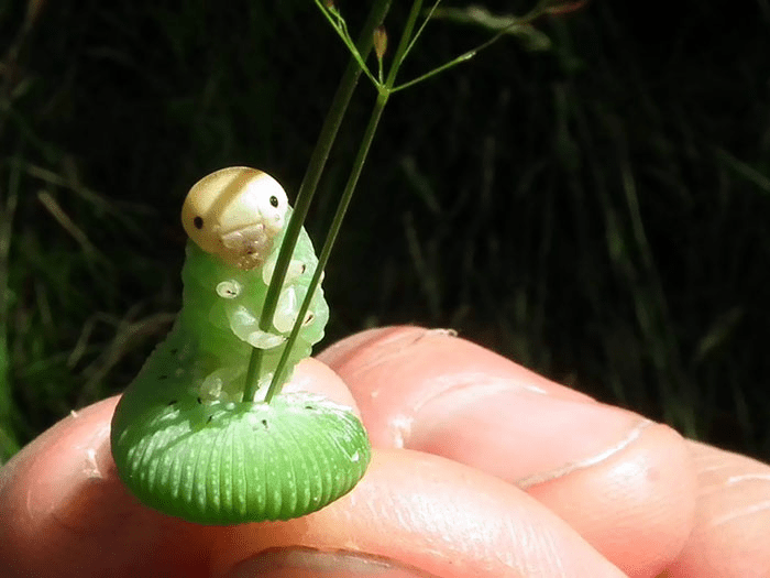 Caterpillar