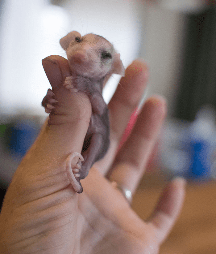 Baby Opossum