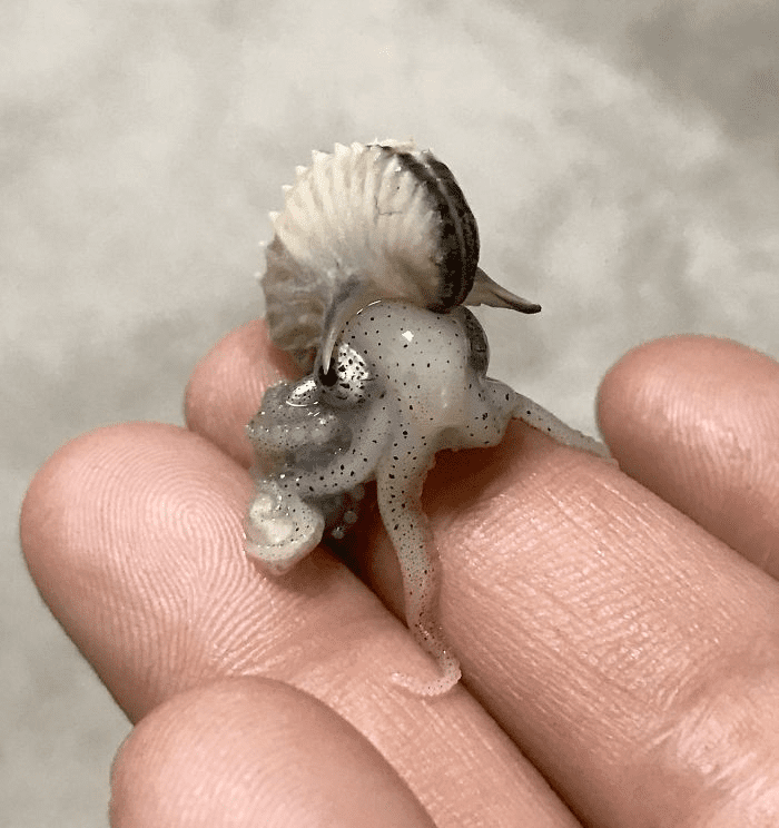 Smol Animals Posing On Fingers