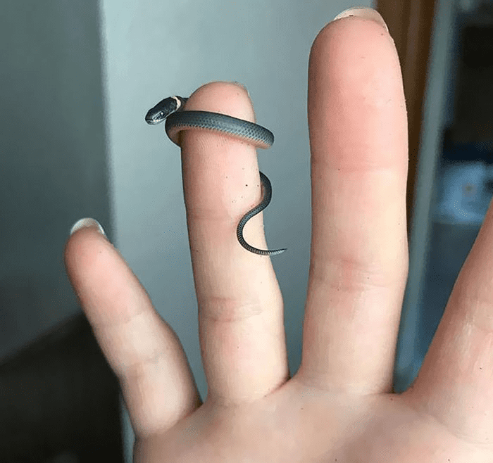 tiny snek