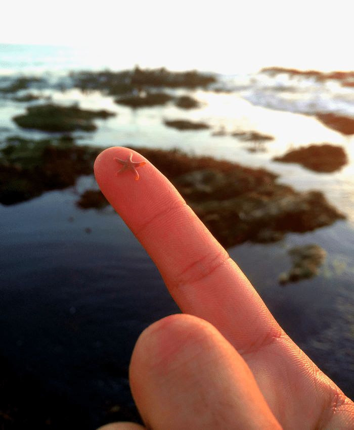 Starfish Buddy