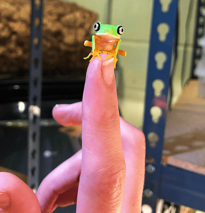 Smol Animals Posing On Fingers