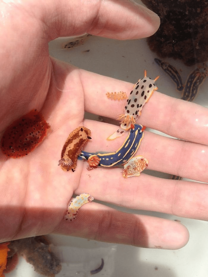 Tiny Sea Slugs