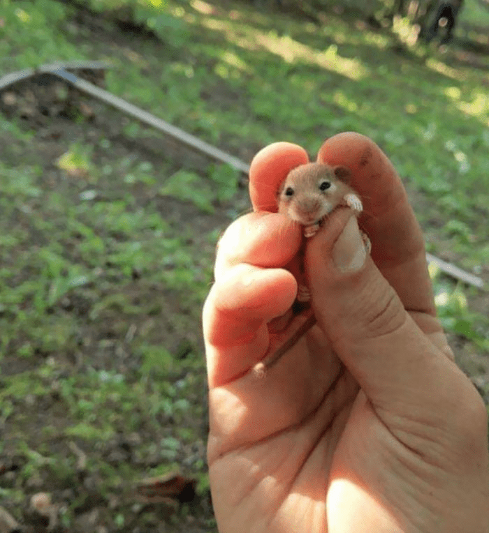 Cute Hamster