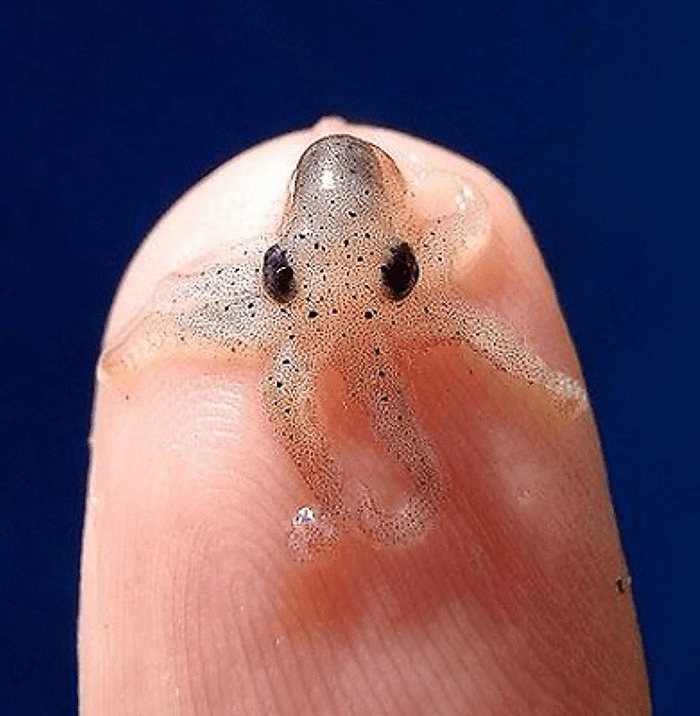 Smol Animals Posing On Fingers