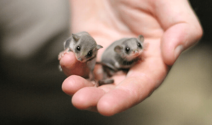 Newborn Feathertail Gliders