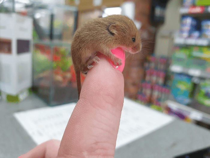 Tiny Baby Harvest Mouse