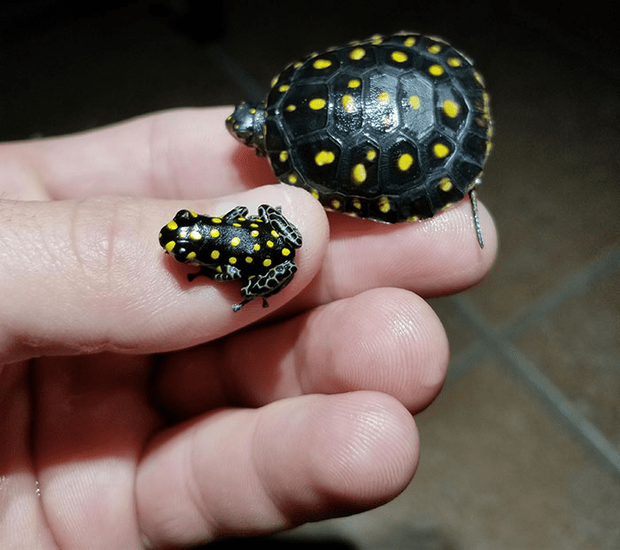 The Spotted Turtle and Spotted Frog,