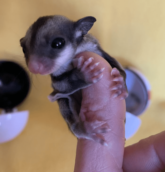 Smol Animals Posing On Fingers