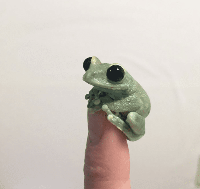 Tiny Frog