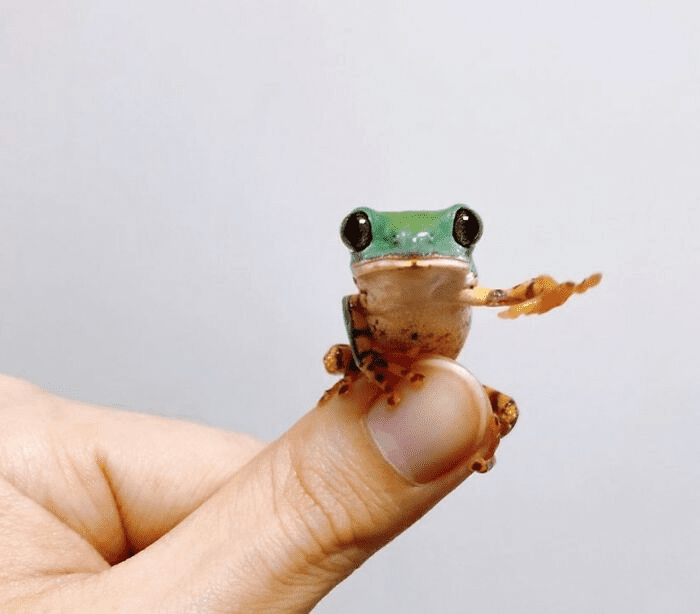 Smol Animals Posing On Fingers