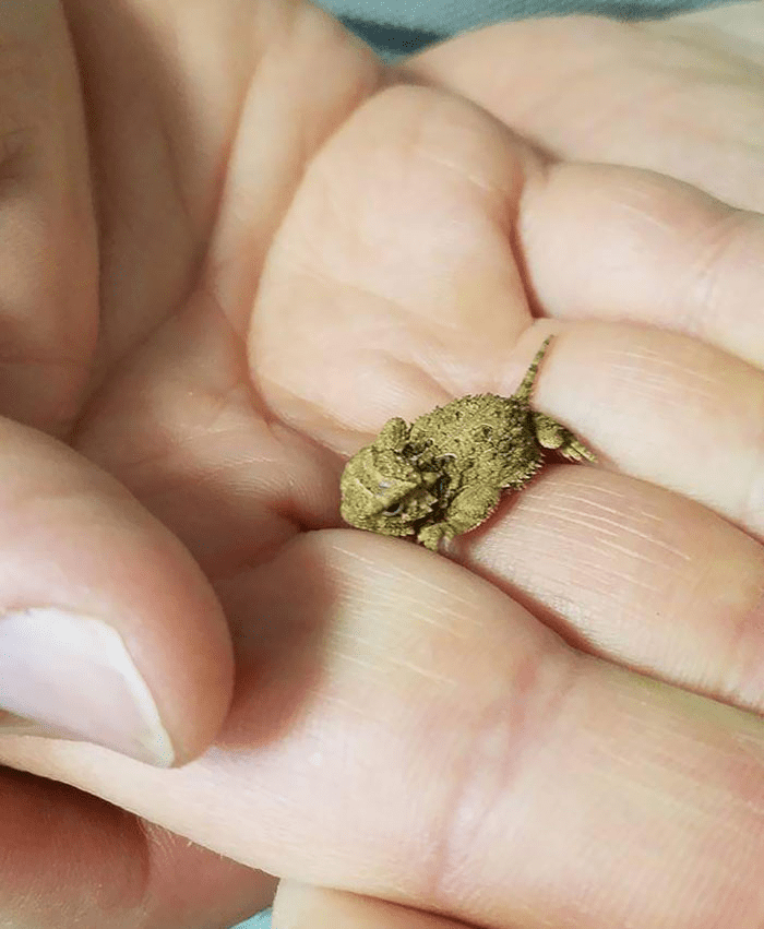 A Baby Horned Lizzard