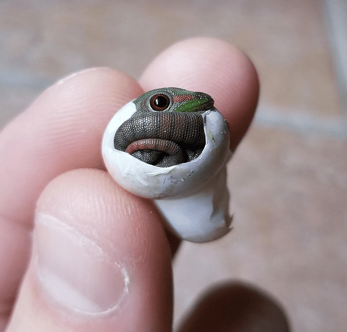 Smol Animals Posing On Fingers