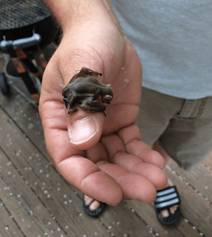 Smol Animals Posing On Fingers