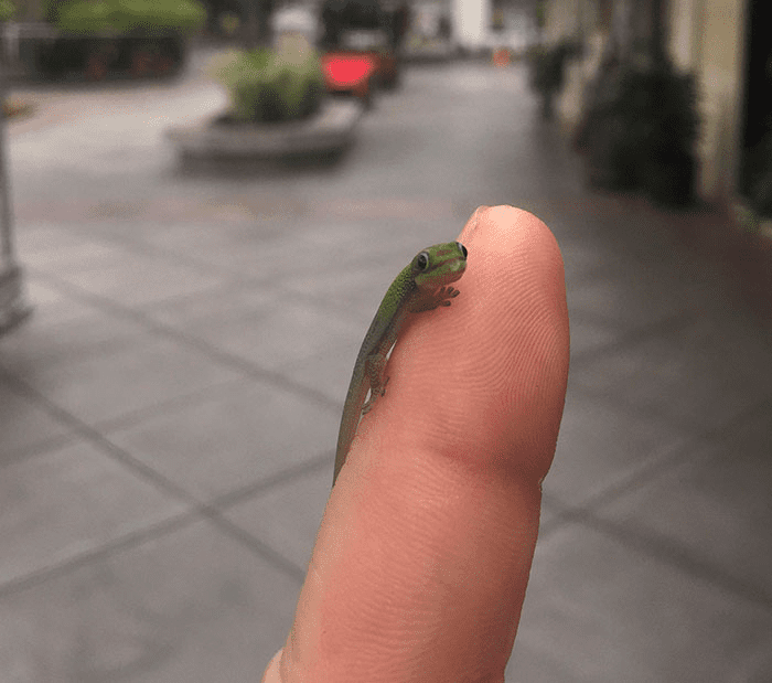 Smol Animals Posing On Fingers