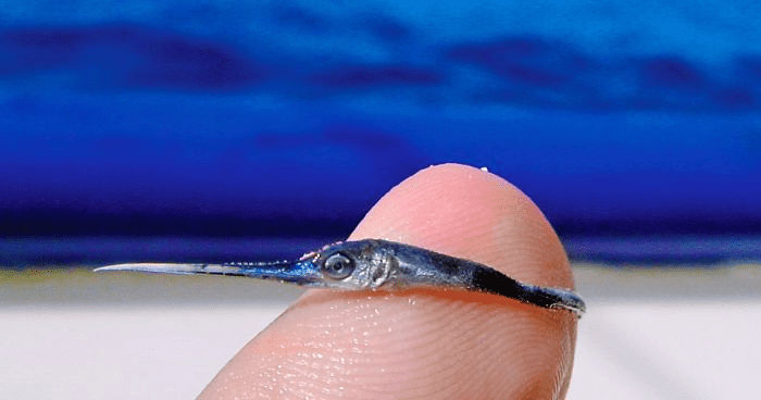  Baby Swordfish