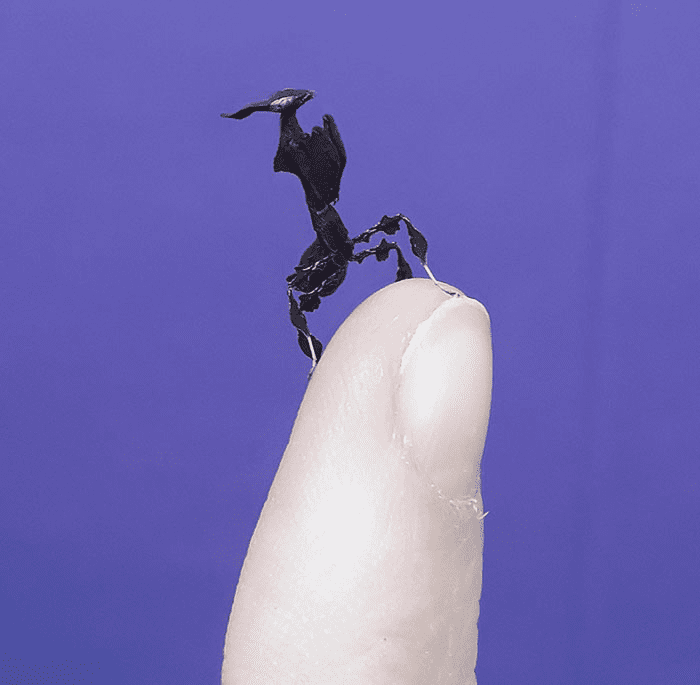 Smol Animals Posing On Fingers