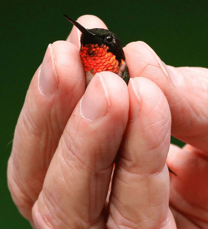  A Tiny Ruby-Throated Hummingbird