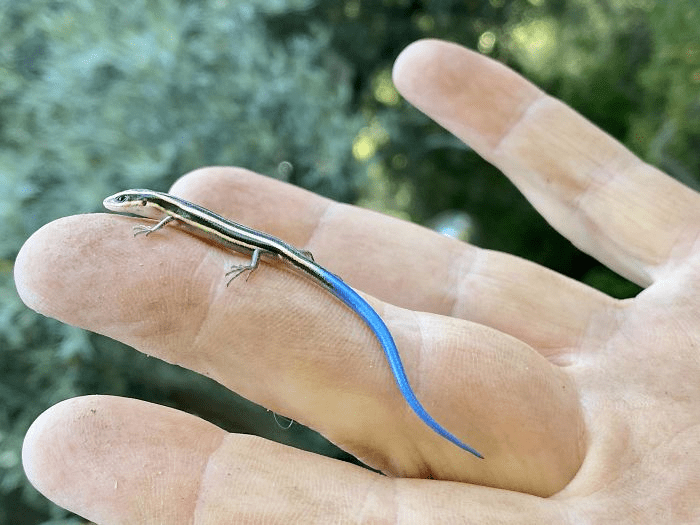 Baby Blue Tailed Skink