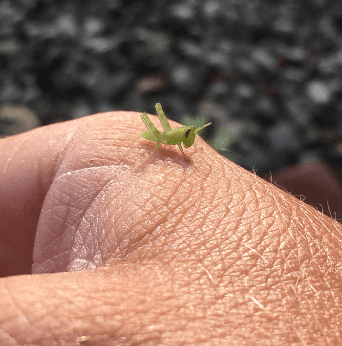 Little Baby Grasshopper