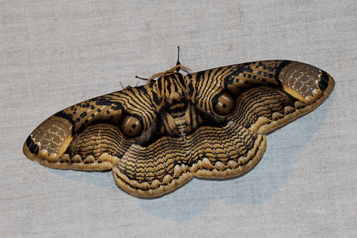 giant Brahmin moth