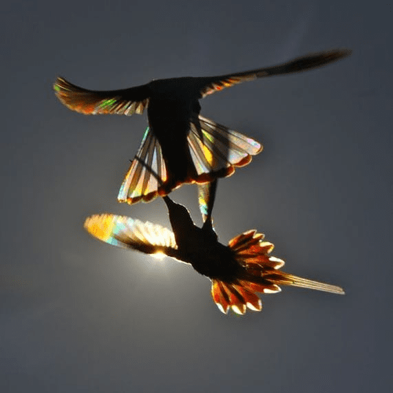 hummingbird 