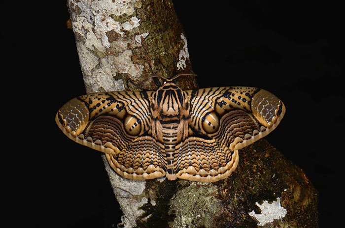 giant Brahmin moth