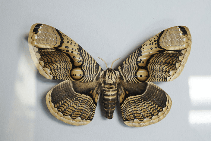 giant Brahmin moth