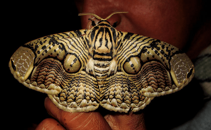 giant Brahmin moth