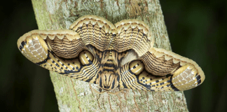 giant Brahmin moth
