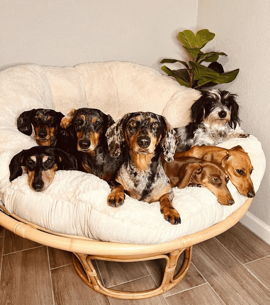 8 rescue dachshunds