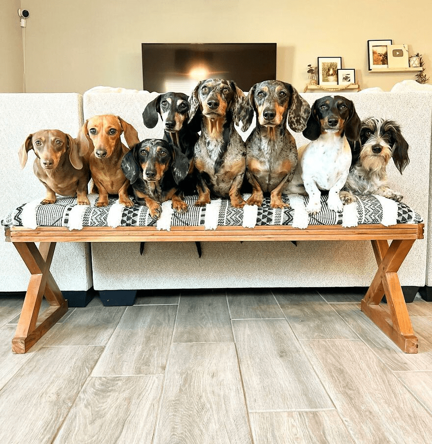8 rescue dachshunds