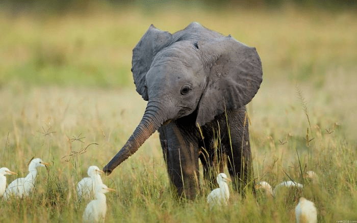 Baby Elephants 