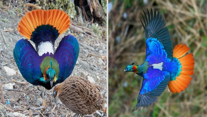 Himalayan Monal