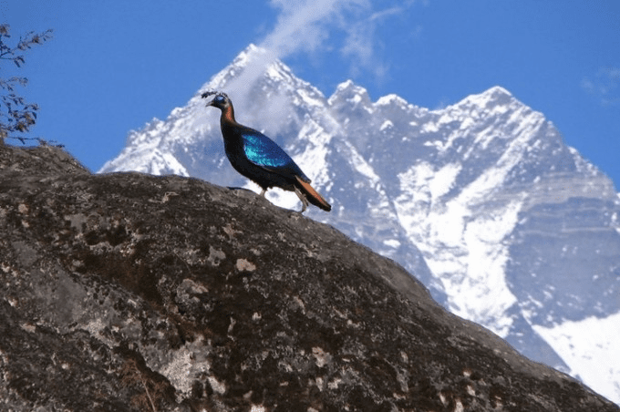 Himalayan Monal