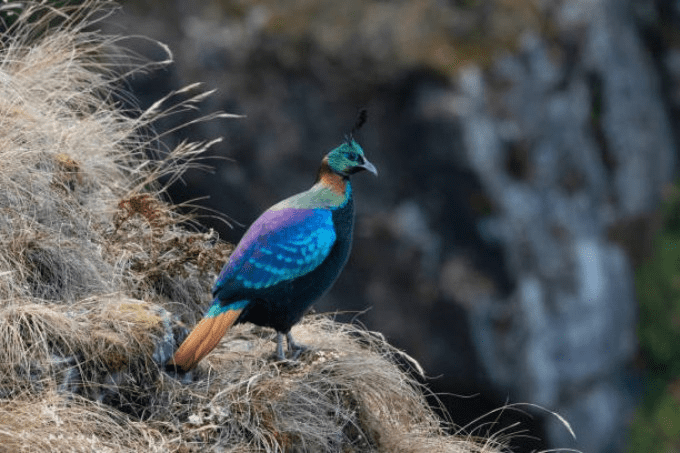 Himalayan Monal