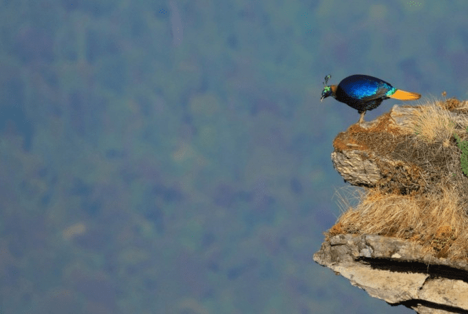 Himalayan Monal