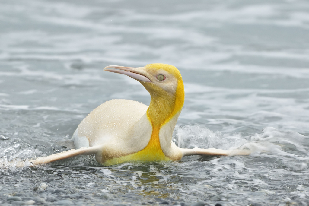 Yellow Penguin