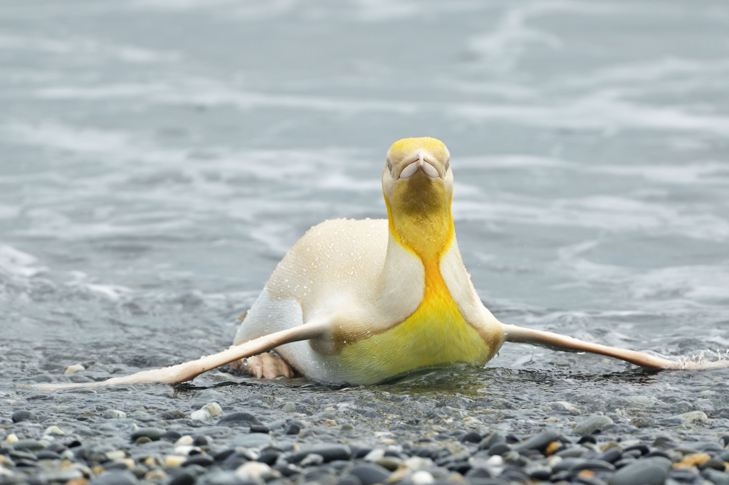 Yellow Penguin